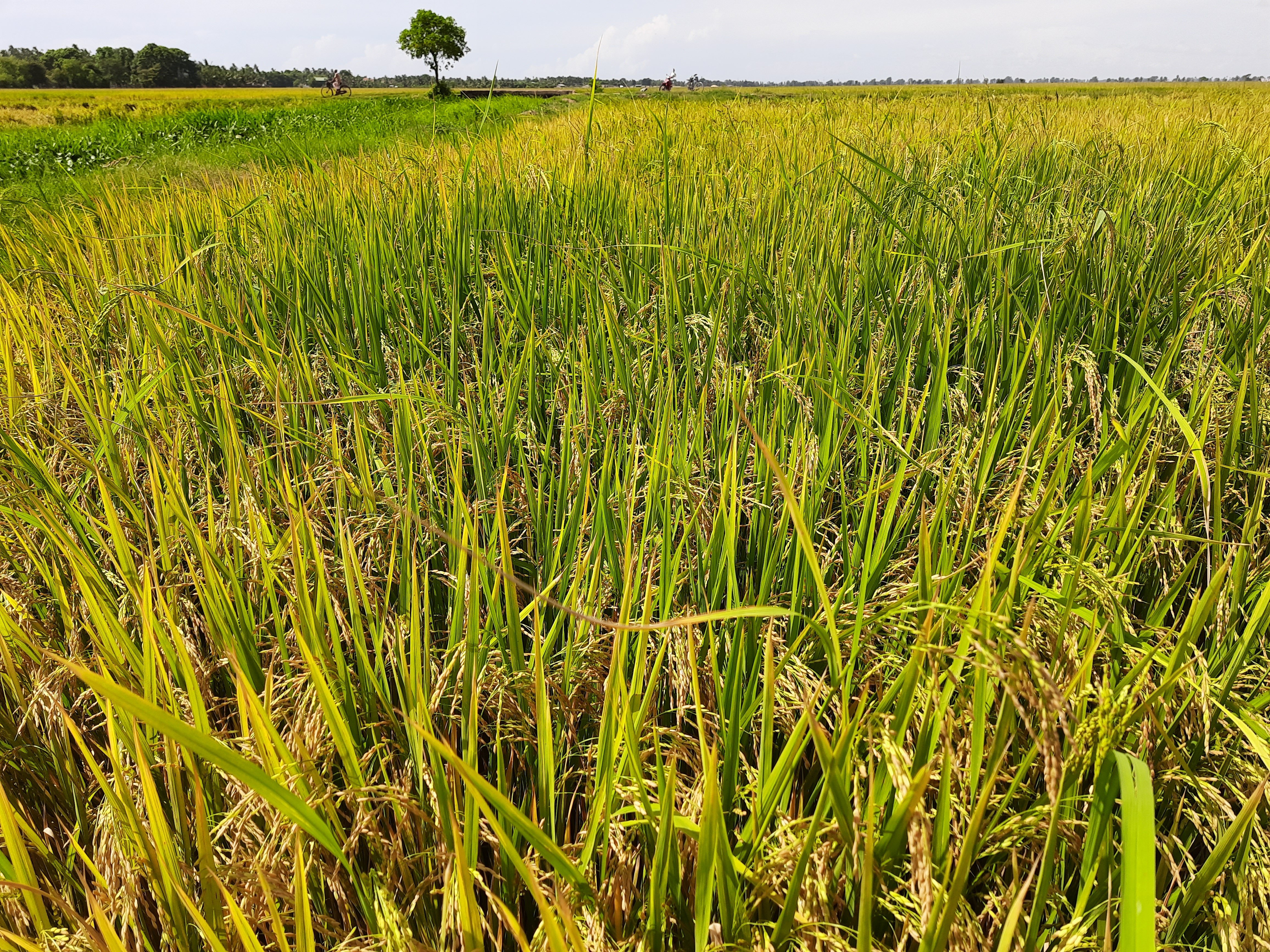Sorghum (Red & White)