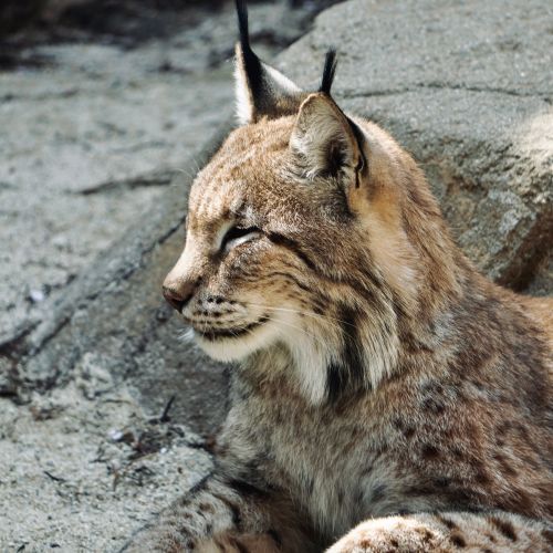 Free Close-up of a lynx resting on rocky ground, showcasing its natural beauty and wild nature. Stock Photo