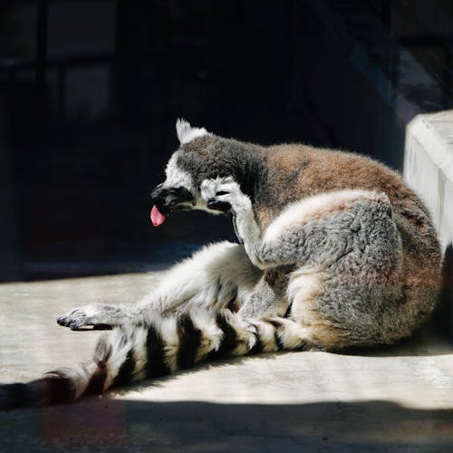 Kostenloses Stock Foto zu draußen, lemur, madagaskar
