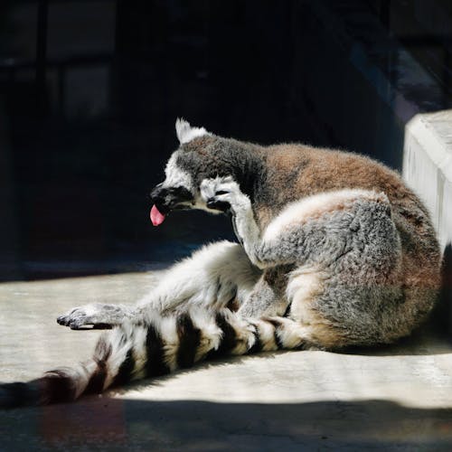 A Lemur Sitting On Concrete Surface