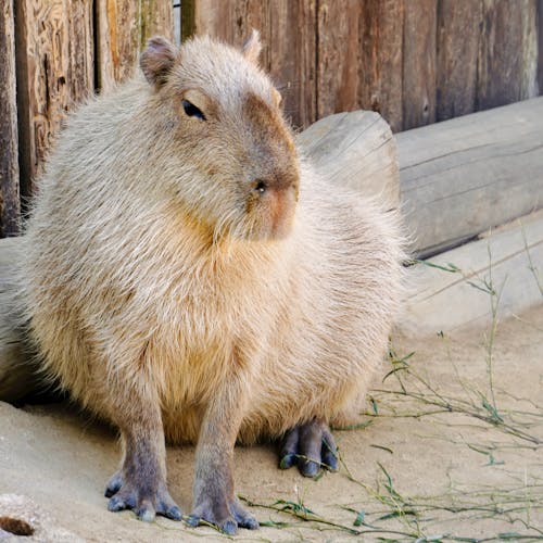 Kostenloses Stock Foto zu capybara, draußen, fokus