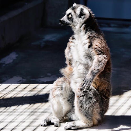 White and Brown Animal on Gray Concrete Floor