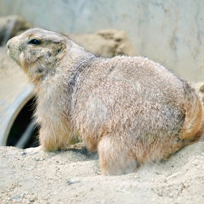 A person looking at different pets in a shelter