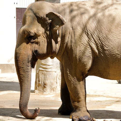 Imagine de stoc gratuită din animal, elefant, faună sălbatică