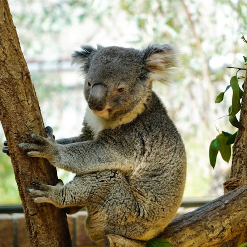 Free Koala Bear on Tree Branch Stock Photo