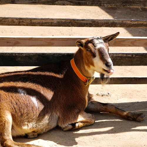 Brown Goat Sitting On Sand Near Concrete Stairs