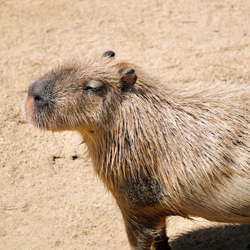 Capybara on Sand 