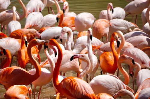 Free A lively group of flamingos with vibrant plumage gathered in shallow water, showcasing nature's beauty. Stock Photo