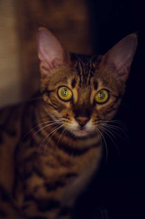 Бесплатное стоковое фото с взгляд, домашняя кошка, желтые глаза