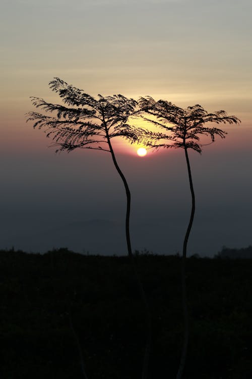 Free Silhouette of Tall Trees During Beautiful Sunset Stock Photo