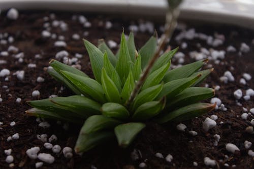 Free stock photo of decorative plant, haworthia mucronata, indoor plant Stock Photo
