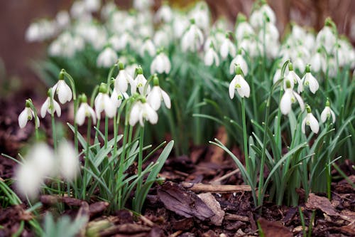 Close-Up Shot of White Snowdrop Flowers