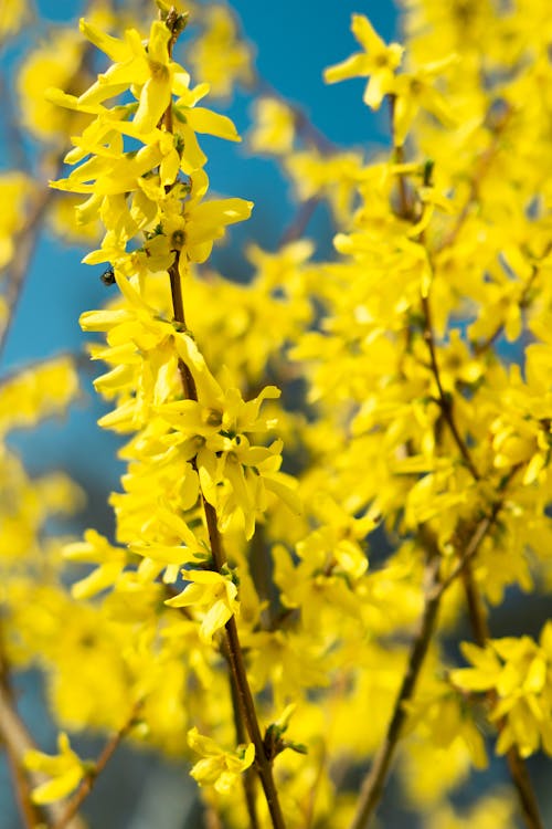 Free Yellow Flowers in Tilt Shift Lens Stock Photo
