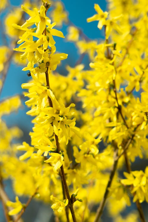 Immagine gratuita di avvicinamento, bocciolo, fiori gialli