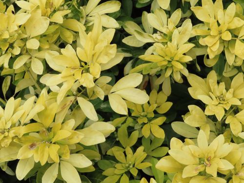 Free Close-up capture of vibrant yellow Choisya Ternata leaves. Stock Photo