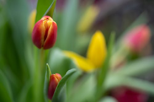 Foto d'estoc gratuïta de brot de flors, delicat, enfocament selectiu