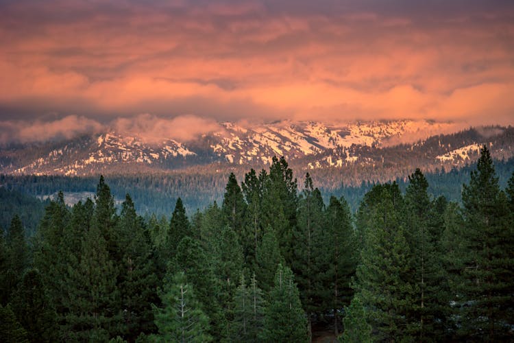 Green Pine Trees