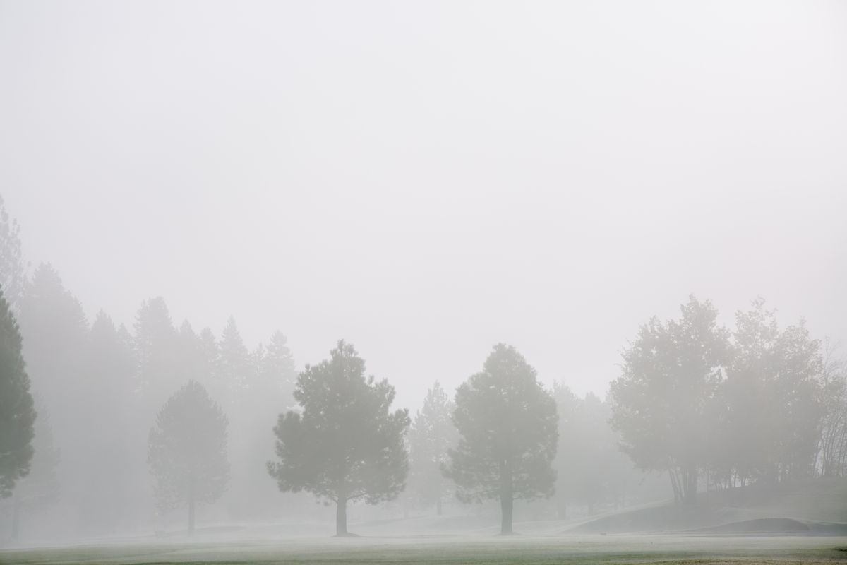 Green grass field with trees veiled in morning fog