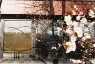 Brown Maple Tree in Front of Glass Window