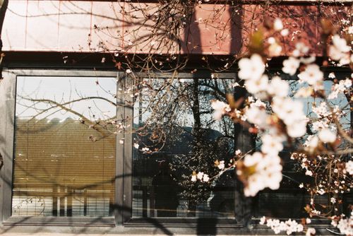 Free Cherry blossoms against a window reflecting nature, symbolizing tranquility and renewal. Stock Photo