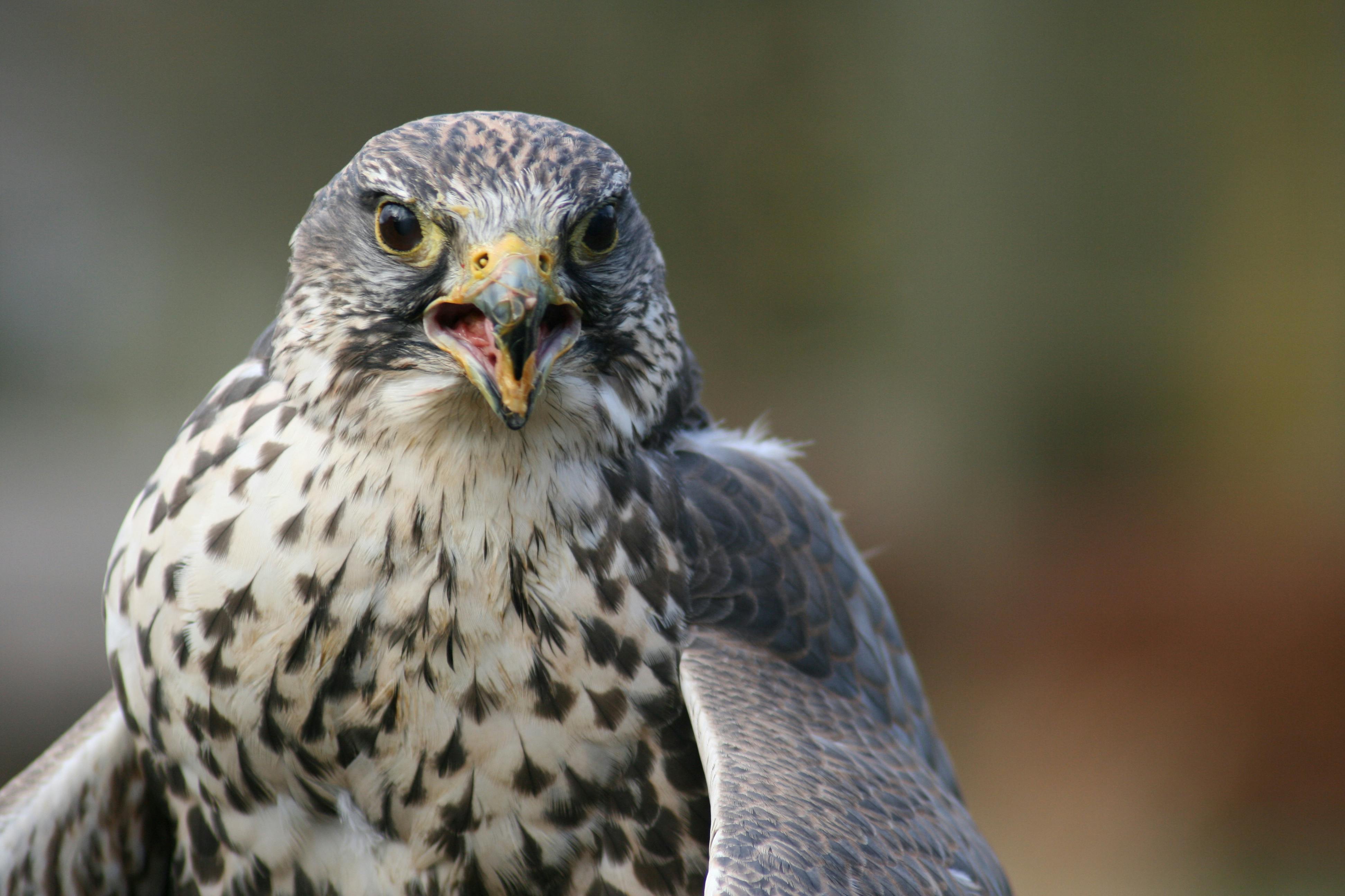 bird of prey hood