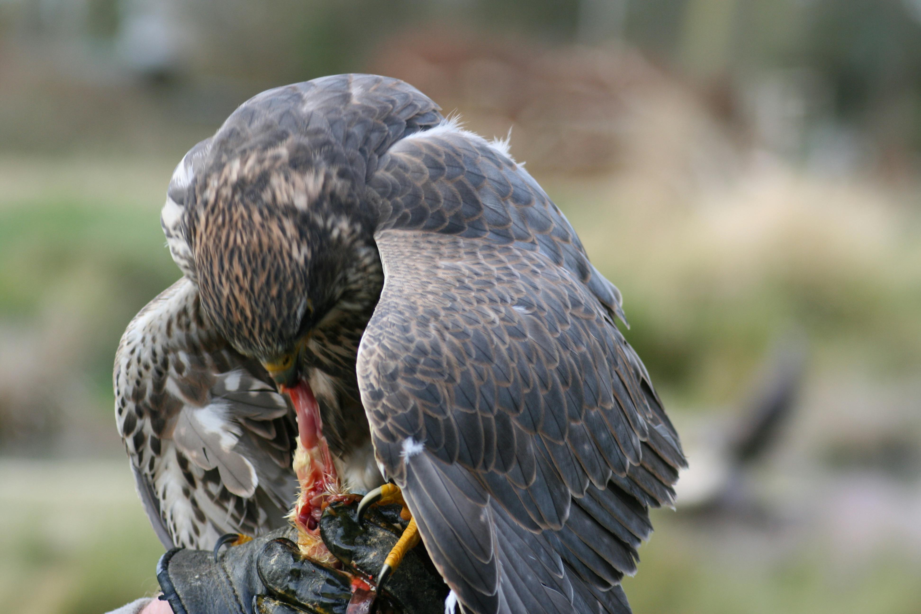 hawks eating birds