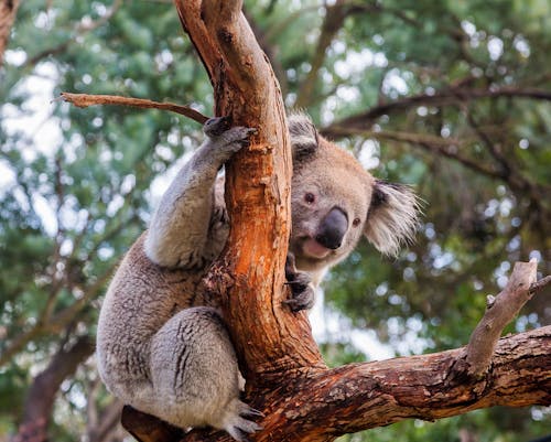 Gratis stockfoto met beest, boomtak, buideldier