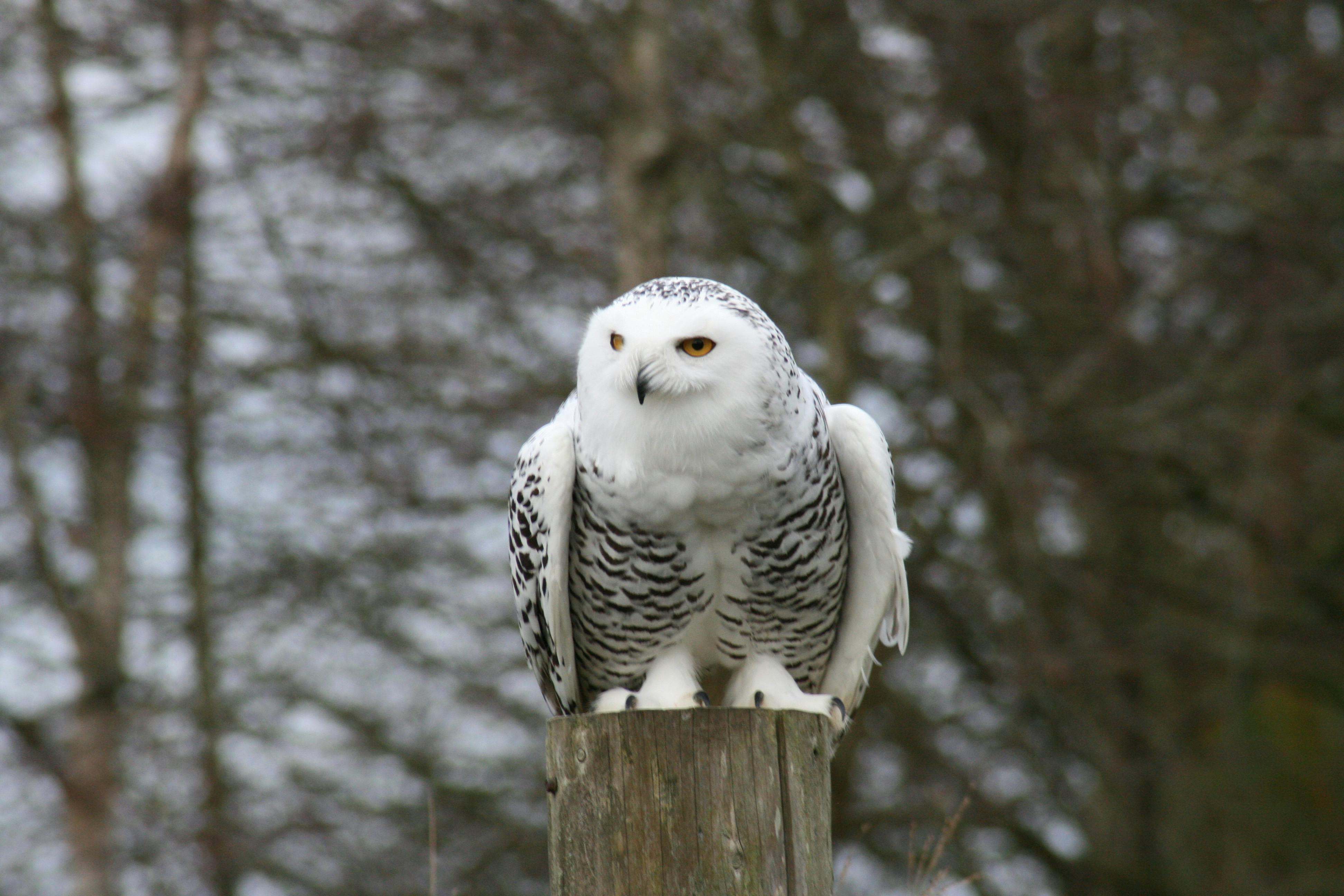 Free stock photo of bird, bird of prey, snowy owl