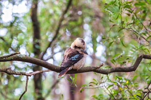 Kostnadsfri bild av fågel, fågelfotografering, kookaburran