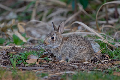 Close-Up Shot of a Rabbit
