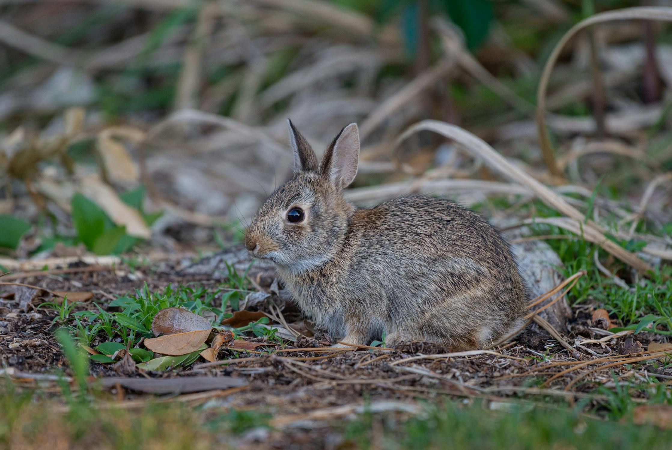 Rabbit Photo by Mike Russell from Pexels: https://www.pexels.com/photo/close-up-shot-of-a-rabbit-7493436/