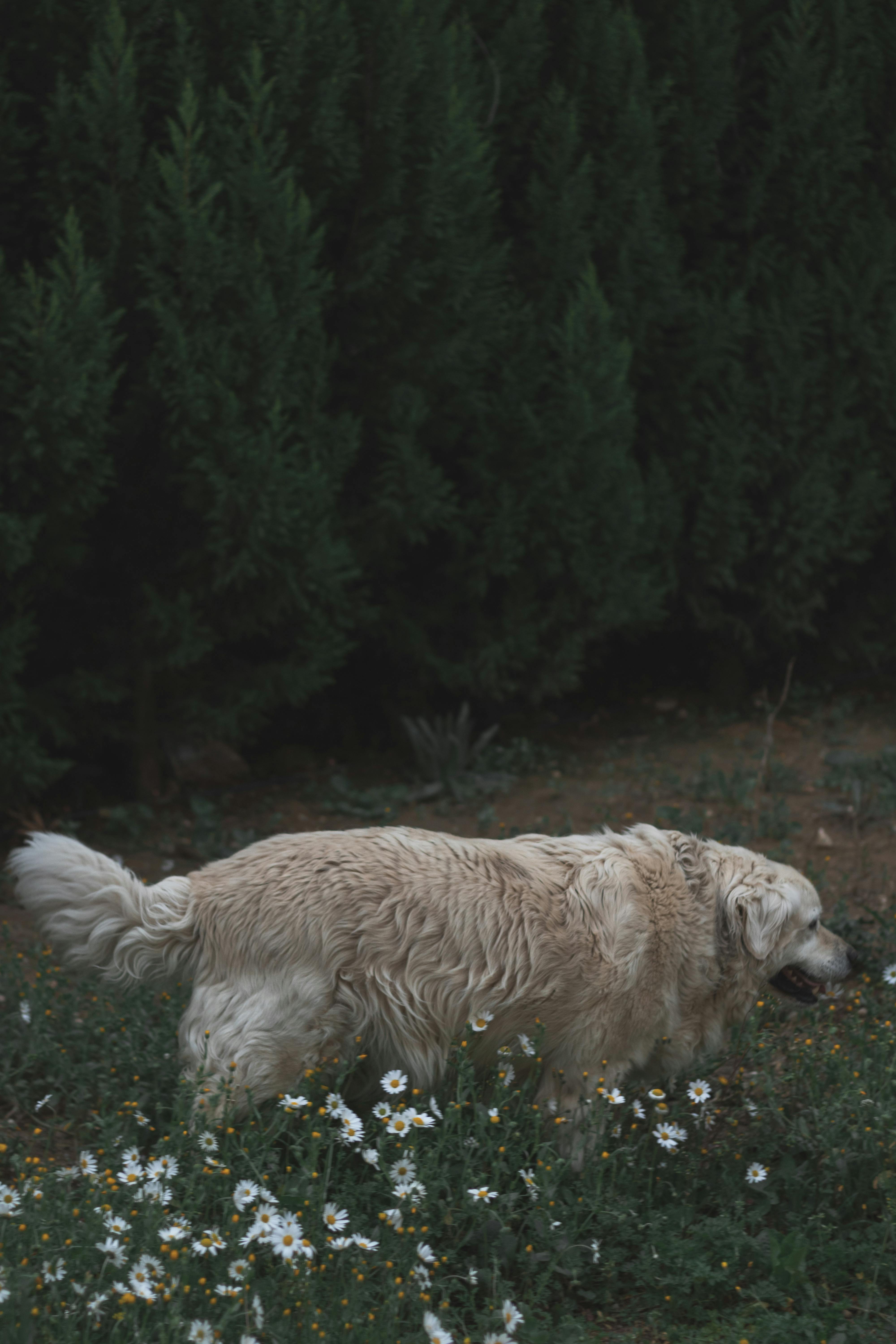 4k Dog Wallpaper Photos, Download The BEST Free 4k Dog Wallpaper Stock