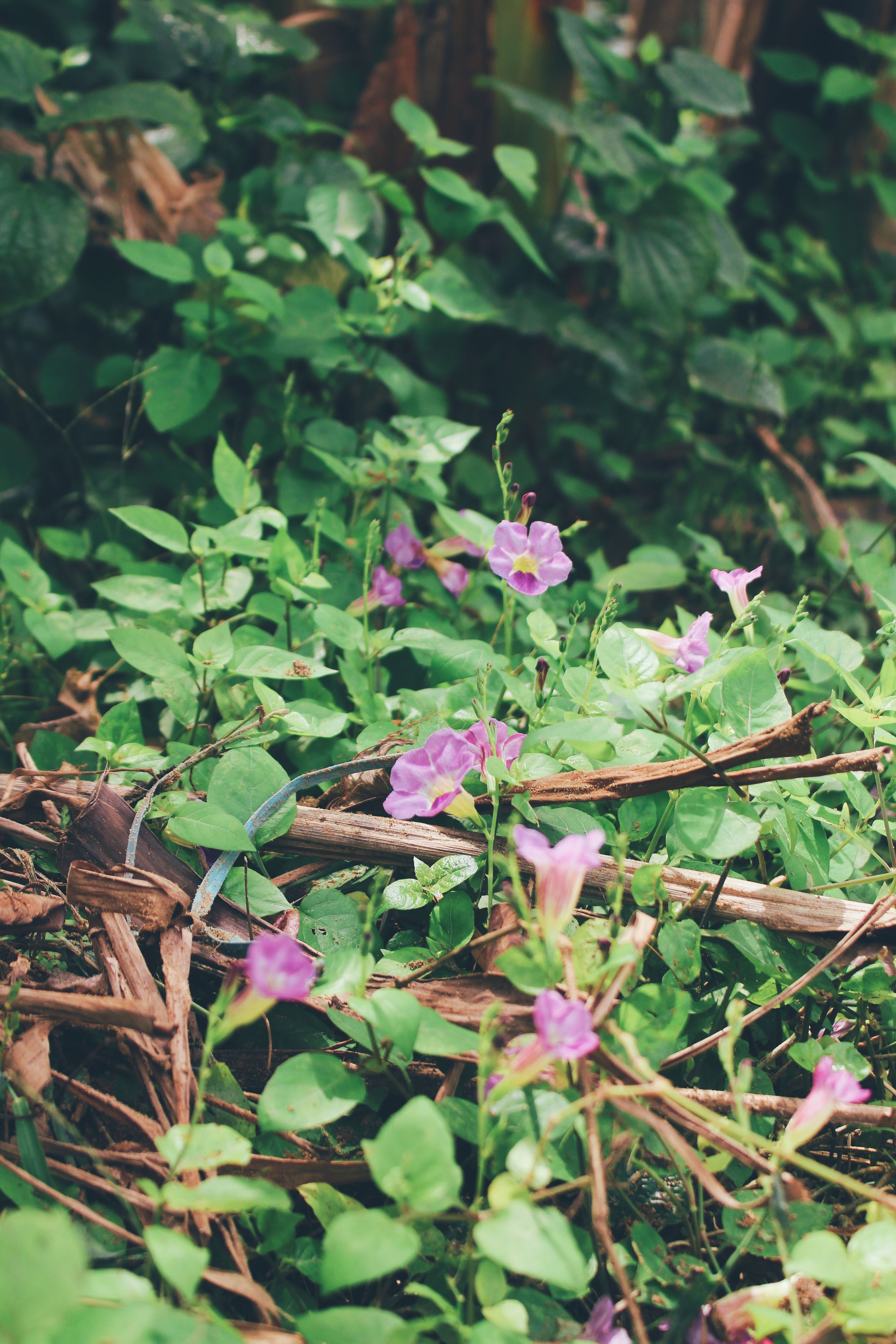 Foto Gratuita Da Ivy Pexels