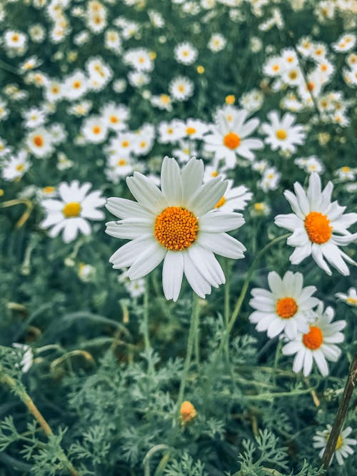 Close-Up Shot of White Daisies in Bloom