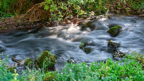 Free stock photo of river, river flow