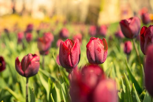 Kostnadsfri bild av blommor, färsk, kronblad