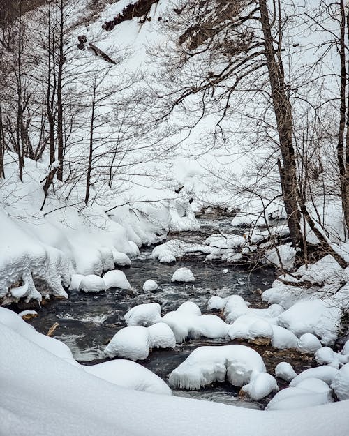 Kostenloses Stock Foto zu bäume, schnee, strom