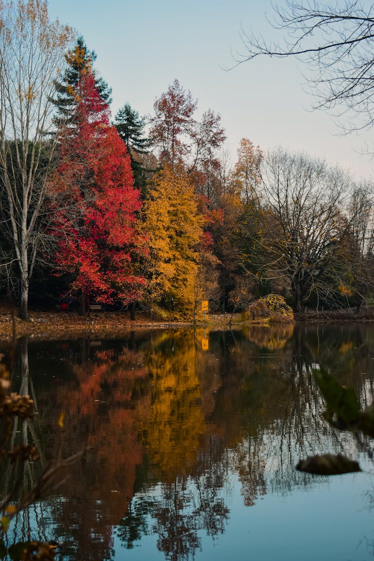 The Pond At The Atatürk Arboretum