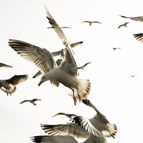 垂直拍摄, 海鷗, 海鸟 的 免费素材图片