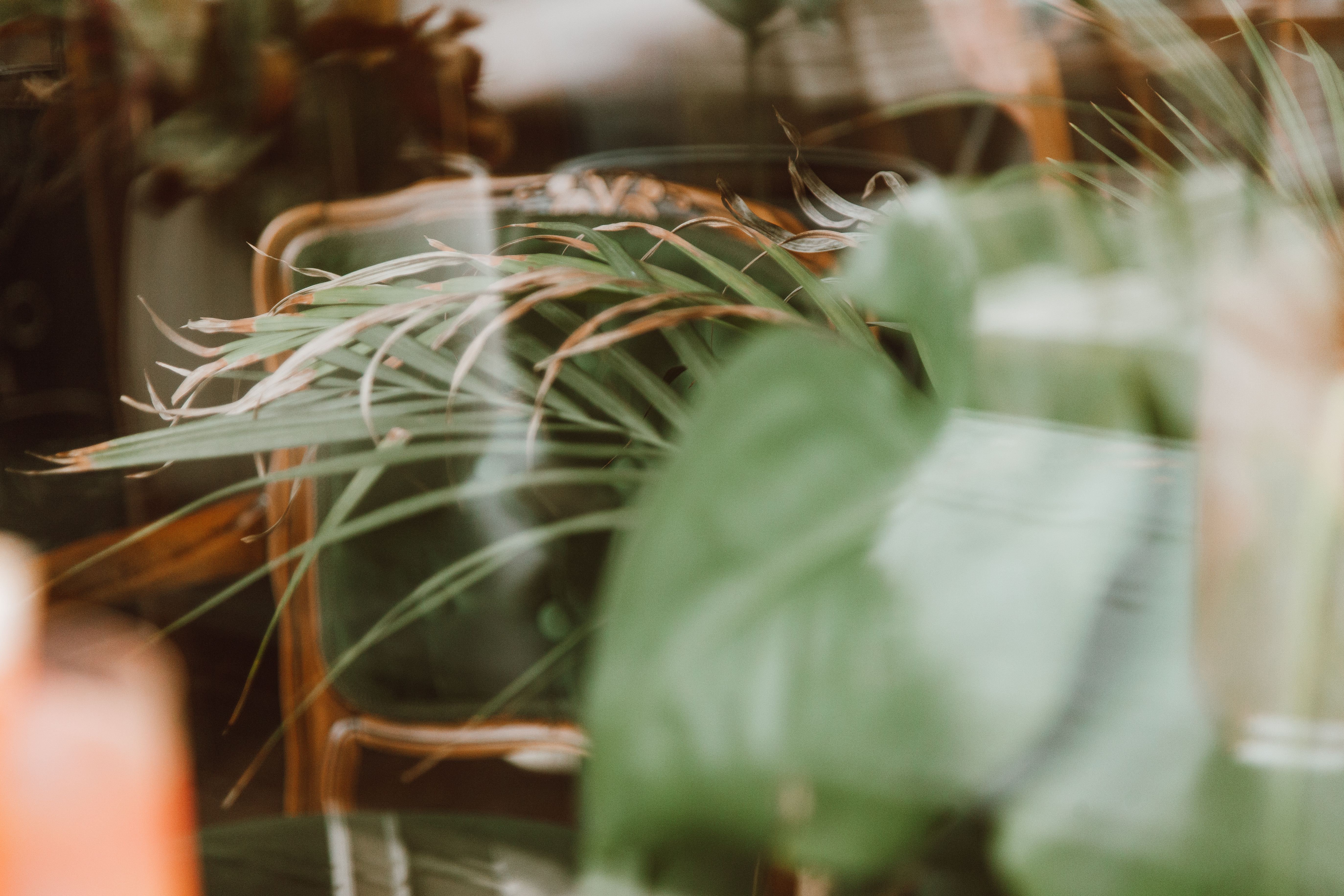 Le calendrier lunaire oublié des plantes d'intérieur