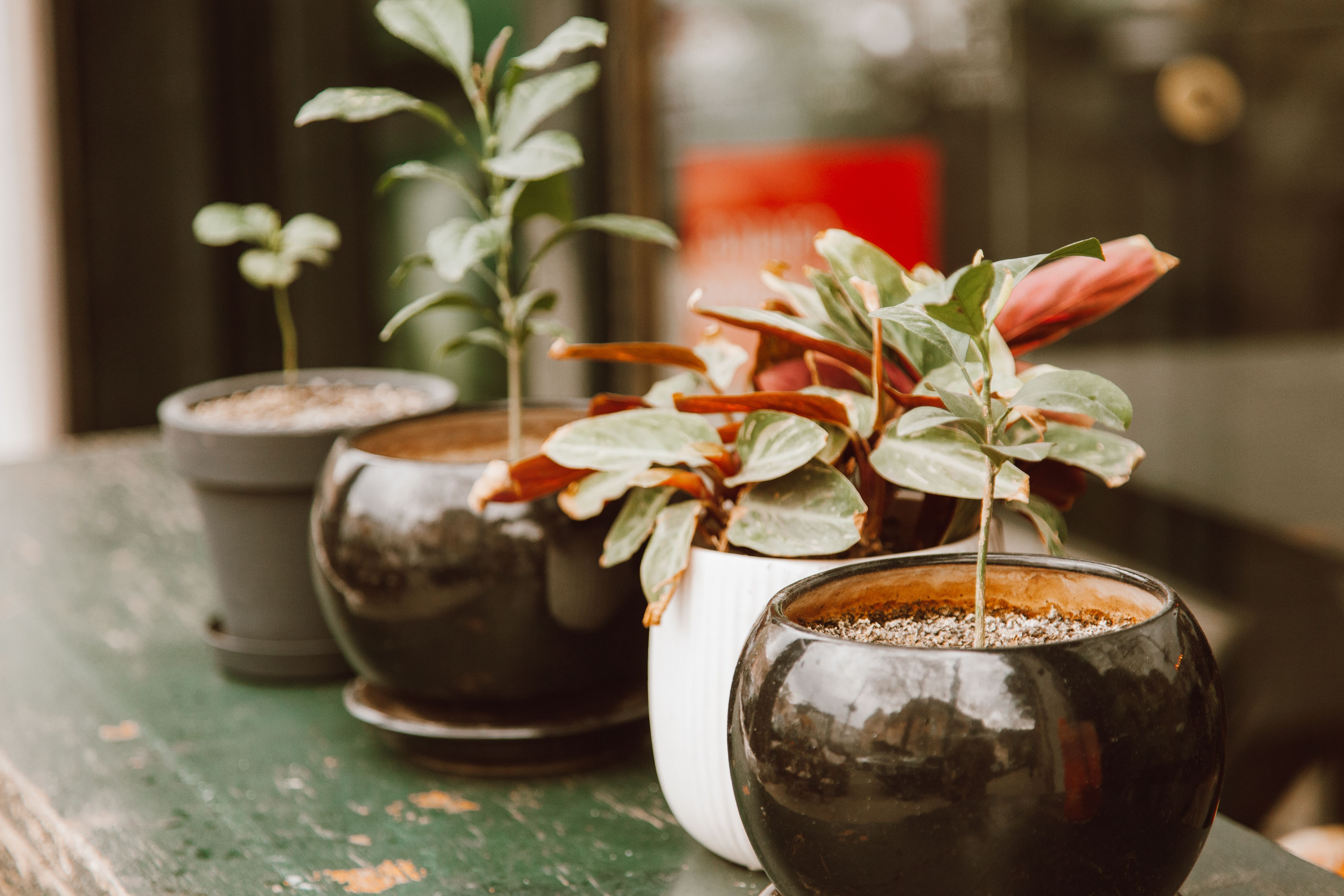 Le pot parfait pour vos plantes d'intérieur : le guide ultime pour un petit jardin maison réussi