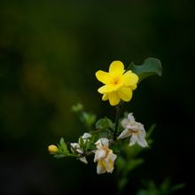 Yellow jasmine on a dark ground — photo by Leon Huang on Pexels