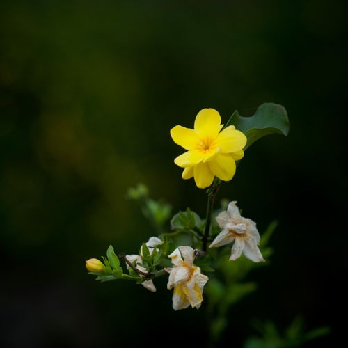Free Close-up of a vibrant yellow jasmine flower against a dark, blurred background. Stock Photo