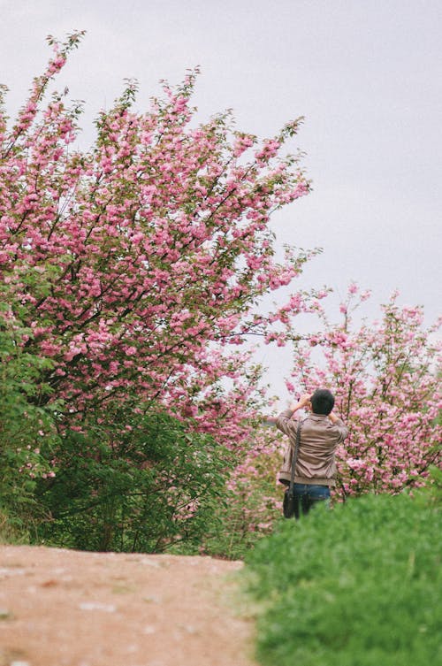 Gratis stockfoto met bloeien, bloemen, bloesem