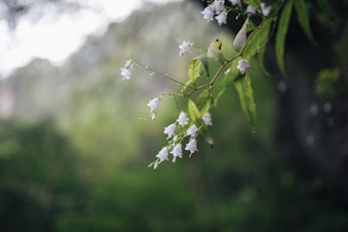 Close-Up Shot of Tiny White Flowers in bloom