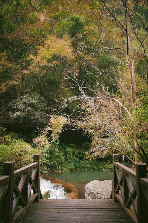 View of a Bridge in a Forest