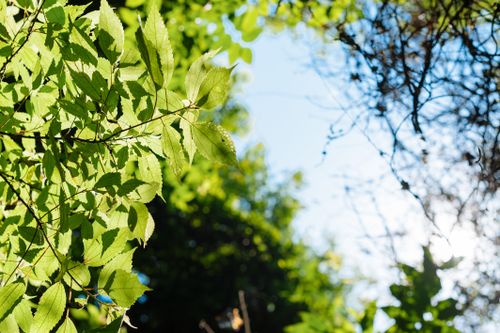 Free Vibrant green leaves in sunlight create a natural canopy with a bright blue sky backdrop. Stock Photo