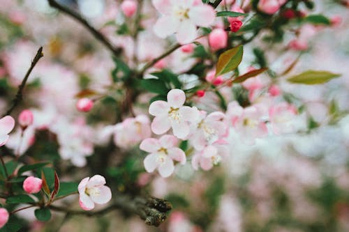 Ingyenes stockfotó cseresznyevirágok, elmosódott háttér, finom témában