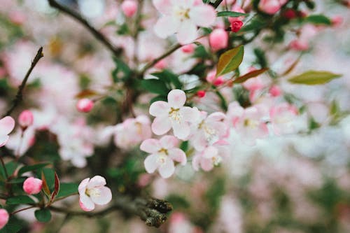 Close-Up Shot of Cherry Blossoms in Bloom