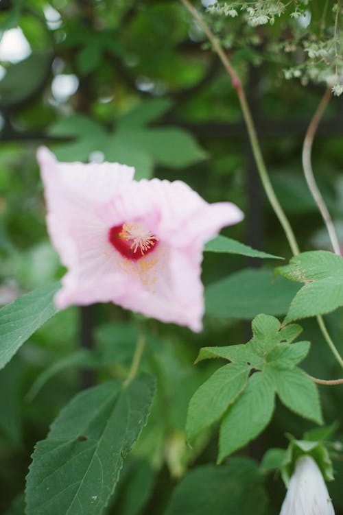 Close-Up Shot of a Pink Flower in Bloom